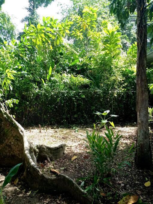 Villa Green Papaya à Puerto Viejo de Talamanca Extérieur photo